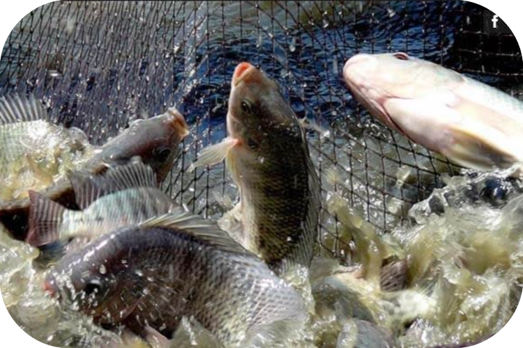 Chlorine Dioxide For Fish Farm