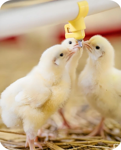 Chlorine Dioxide For Poultry Farm